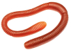 Joke Wriggly Worm